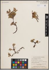 Foto von Salix cascadensis Cockerell